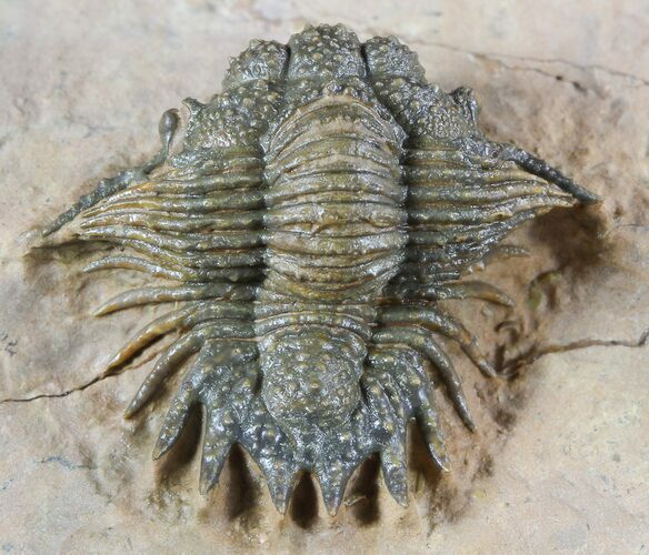 Bumpy Acanthopyge (Lobopyge) Trilobite - Nicely Prepared #47067